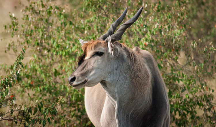 Närbild av Eland i Masai Mara, Kenya Närbild av Eland i Masai Mara, Kenya