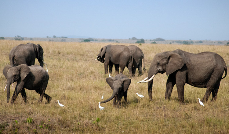 Fåglar och elefanter i Masai Mara, Kenya