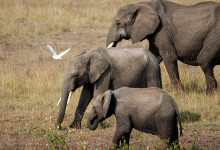 Elefanter i Masai Mara, Kenya