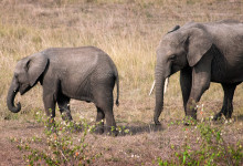 Två Elefanter i Masai Mara, Kenya