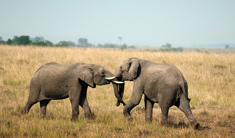 Elefanthanar slåss med sina betar i Masai Mara, Kenya