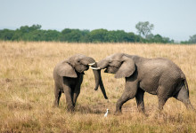 Elefant fight i Masai Mara, Kenya