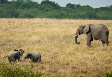 Två små elefantungar och en förälder Masai Mara, Kenya