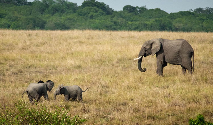 Två små elefantungar och en förälder Masai Mara, Kenya Två små elefantungar och en förälder Masai Mara, Kenya
