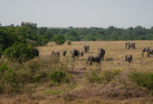 En hjord elefanter i Masai Mara, Kenya