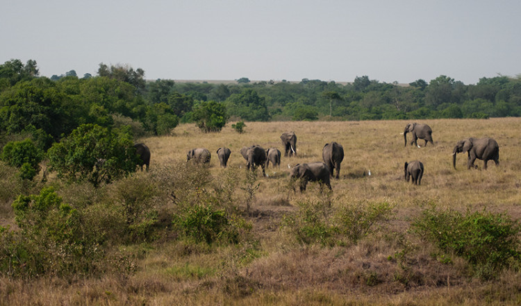 En hjord elefanter i Masai Mara, Kenya
