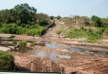 På väg över en uttorkad flodådra i Masai Mara, Kenya