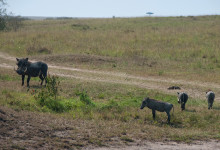 Vårtsvinfamilj i Masai Mara, Kenya