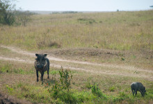Vårtsvin i Masai Mara, Kenya