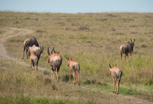 En hord Topi antiloper i Masai Mara, Kenya