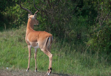 En vacker Impala i Masai Mara, Kenya