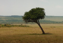 En akadia som fått slagsida i Masai Mara, Kenya