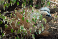 Lejonhanne bland buskage i Masai Mara, Kenya