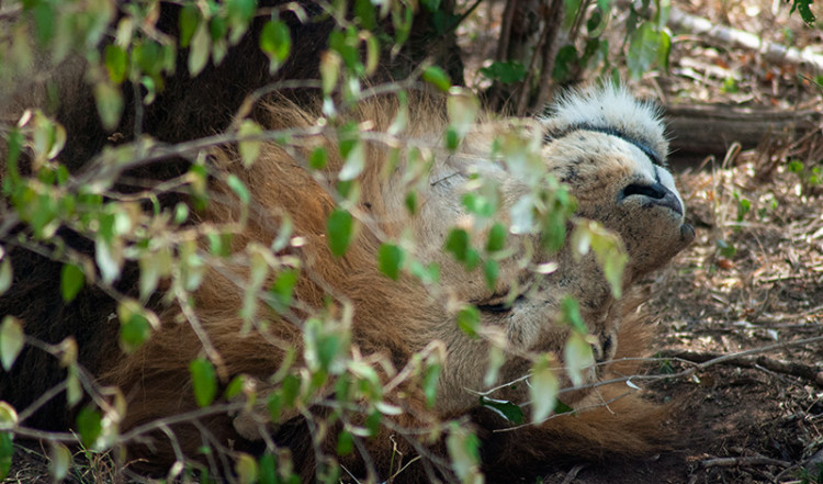 Lejonhanne bland buskage i Masai Mara, Kenya Lejonhanne bland buskage i Masai Mara, Kenya