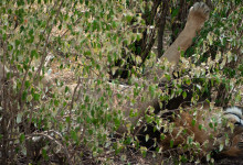 Lejonhane klöser träd i Masai Mara, Kenya