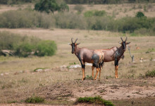 Två Topi antiloper spanar i Masai Mara, Kenya