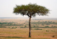 Ett vackert akadia träd i Masai Mara, Kenya