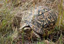 Sköldpadda i Masai Mara, Kenya
