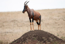 Topi vaktar på jordhög i Masai Mara, Kenya