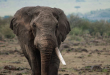 Elefant hanne med bara en beta i Masai Mara, Kenya