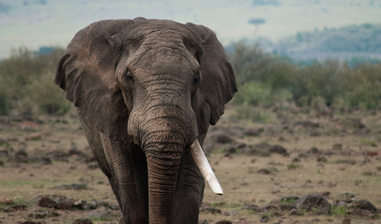 Elefant hanne med bara en beta i Masai Mara, Kenya Elefant hanne med bara en beta i Masai Mara, Kenya