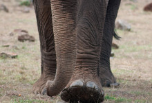 Tunga steg när en elefant närmar sig, Masai Mara, Kenya
