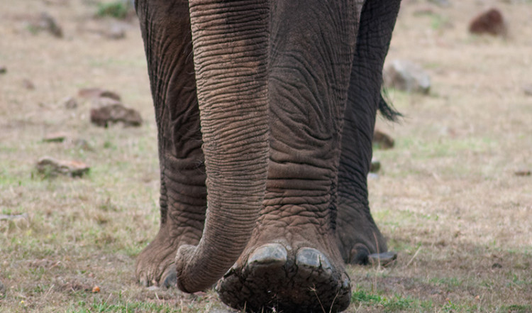 Tunga steg när en elefant närmar sig, Masai Mara, Kenya Tunga steg när en elefant närmar sig, Masai Mara, Kenya