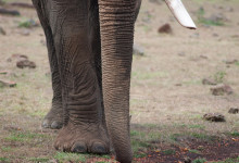 Snubbla inte på snabeln, Masai Mara, Kenya