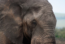 Närbild av elefant i Masai Mara, Kenya