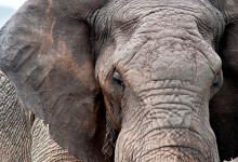 Närbild av elefant i Masai Mara, Kenya
