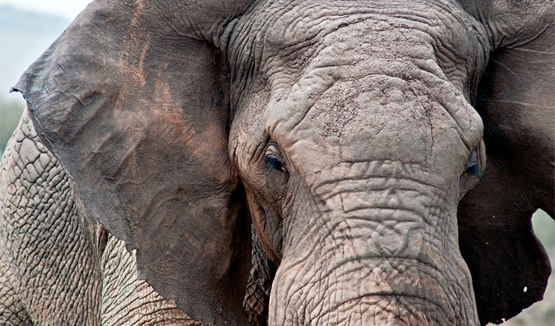 Närbild av elefant i Masai Mara, Kenya