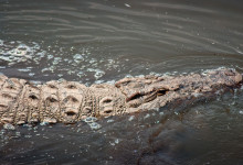 Krokodil glider fram i Masai Mara, Kenya