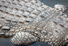 Rugglig rygg på krokodil i Masai Mara, Kenya