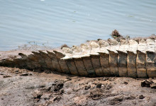 Svans på Krokodil i Masai Mara, Kenya