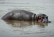 En flodhäst på väg upp ur vattnet i Masai Mara, Kenya