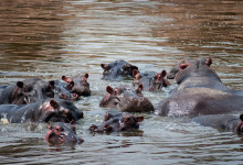 Flodhästar i Hippo Lake Masai Mara, Kenya