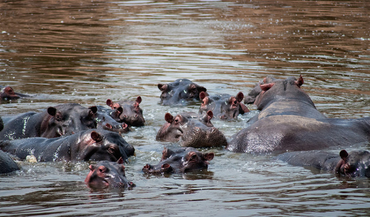 Flodhästar i Hippo Lake Masai Mara, Kenya Flodhästar i Hippo Lake Masai Mara, Kenya