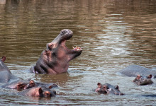 En flodhäst gäspar vid Hippo Lake i Masai Mara, Kenya