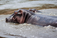 Flodhäst i Masai Mara, Kenya