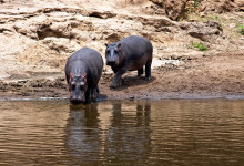 Mor och barn flodhäst i Masai Mara, Kenya