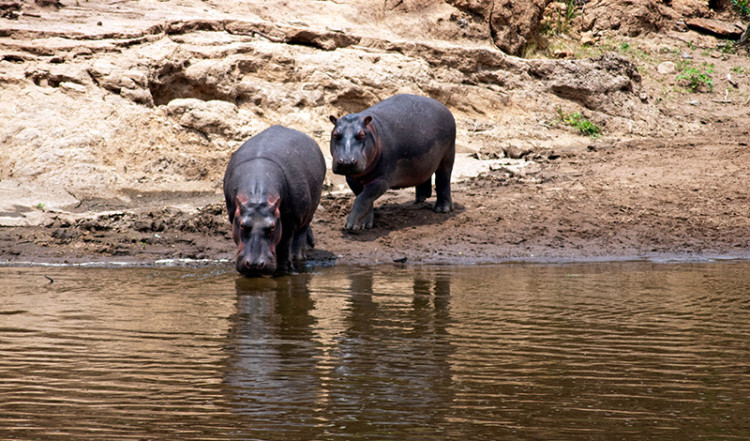 Mor och barn flodhäst i Masai Mara, Kenya