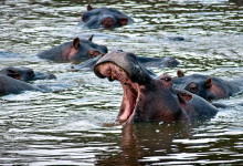 En flodhäst gäspar stort i Masai Mara, Kenya