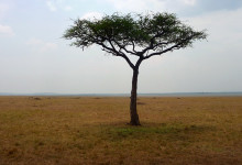 Typisk vy på savannen med ett akadia träd Masai Mara, Kenya