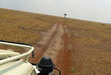 En väg genom Masai Mara, Kenya