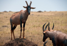 En Topi står vakt på en jordkulle Masai Mara, Kenya