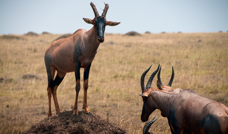 En Topi står vakt på en jordkulle Masai Mara, Kenya En Topi står vakt på en jordkulle Masai Mara, Kenya