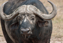 En buffel i Masai Mara, Kenya