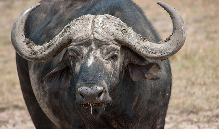 En buffel i Masai Mara, Kenya