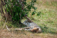 Gepard tar paus vid buskage i Masai Mara, Kenya
