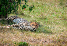 Gepard kollar in oss, Masai Mara, Kenya